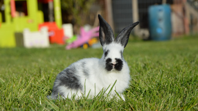 Rabbit grass toy house play free wallpaper for desktop - medium preview image