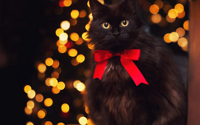 Black cat christmas bow lights free wallpaper for desktop - medium preview image