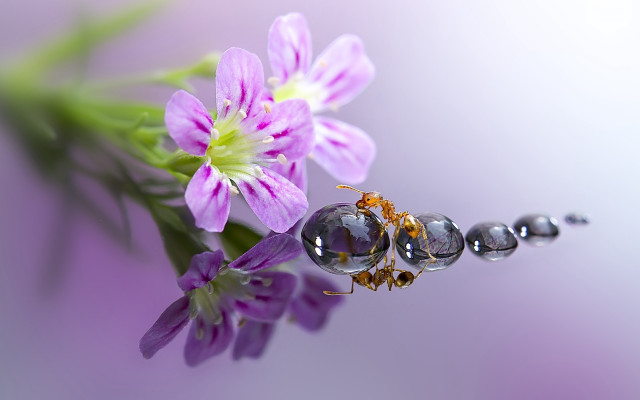 Bugs on daisy purple background free wallpaper for desktop - medium preview image