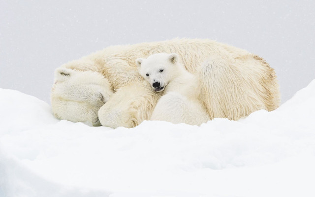 Polar bear cub snow falling free wallpaper for desktop - medium preview image