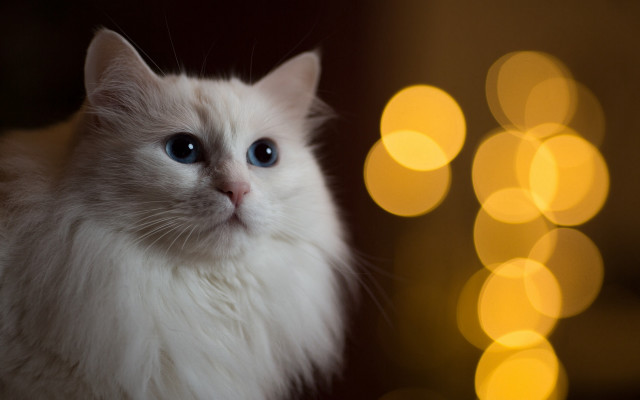 White cat blue eyes bokeh free wallpaper for desktop - medium preview image