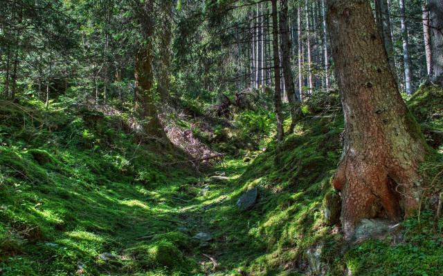 Woodland path tree rock landart free wallpaper for desktop - medium preview image