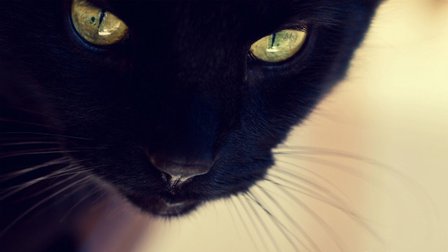 Black cat yellow eyes moonlight free wallpaper for desktop - medium preview image