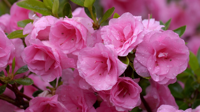 Pink flowers water droplets green #5 free wallpaper for desktop - medium preview image