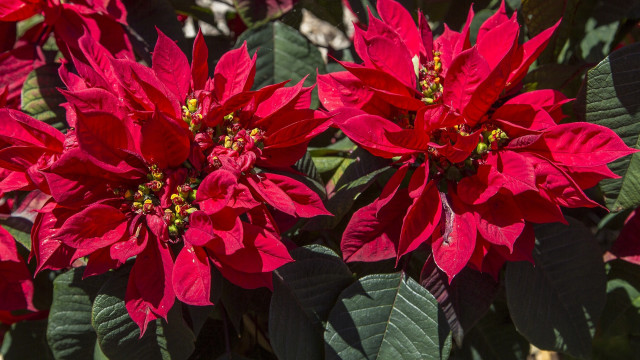 Red flowers green leaves macro free wallpaper for desktop - medium preview image