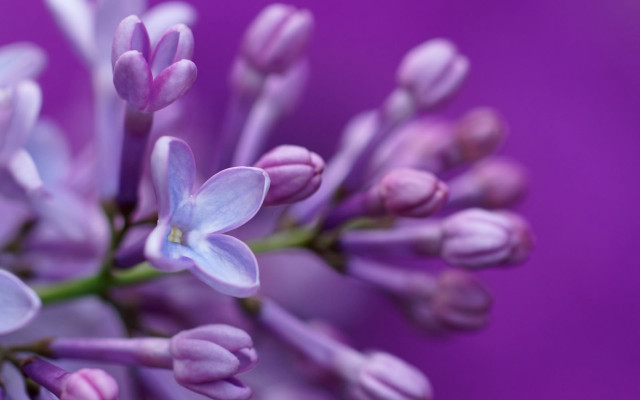Purple flower closeup bokeh butterfly free wallpaper for desktop - medium preview image
