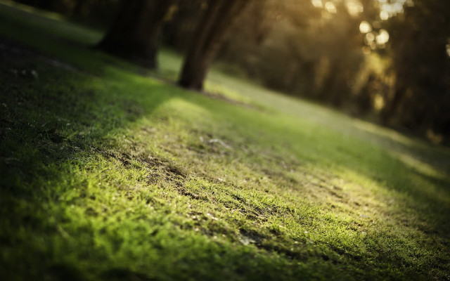 Grassy field trees sunlight forest free wallpaper for desktop - medium preview image