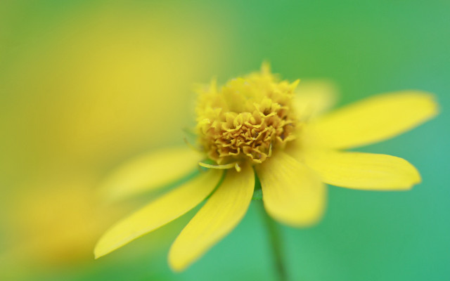 Yellow flower macro butterfly blurry free wallpaper for desktop - medium preview image