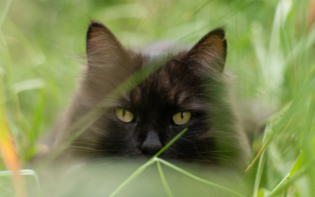 Black cat hiding grass gothic free wallpaper for desktop - medium preview image
