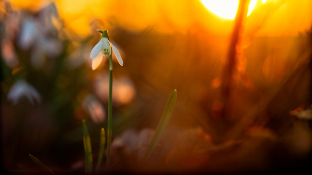 Flower sun blurry background macro free wallpaper for desktop - medium preview image