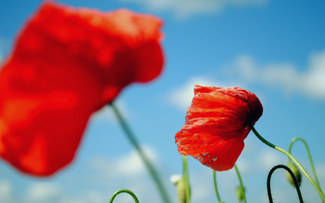 Red flower blue sky macro #2 free wallpaper for desktop - medium preview image