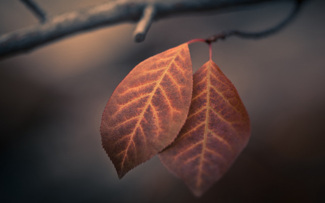 Two leaves hanging branch shallow free wallpaper for desktop - medium preview image
