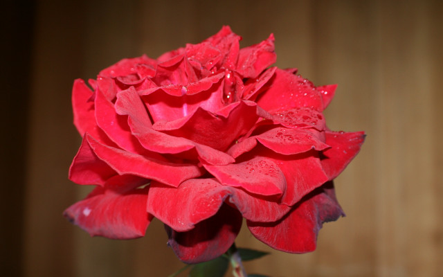 Red rose water droplets wood free wallpaper for desktop - medium preview image