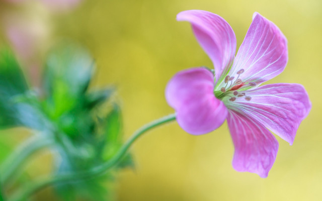 Pink flower green stem blurry free wallpaper for desktop - medium preview image