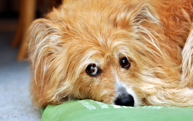 Dog sad pillow floor animal free wallpaper for desktop - medium preview image