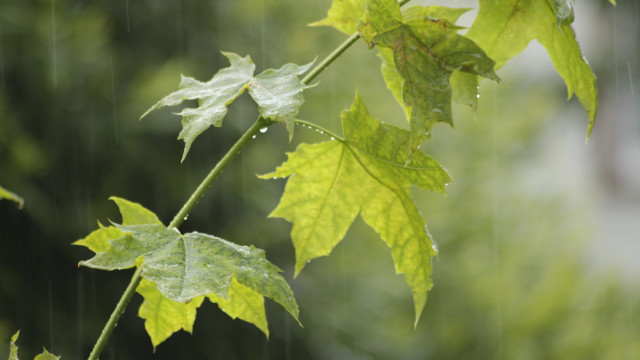 Green leaf water drops blurry free wallpaper for desktop - medium preview image