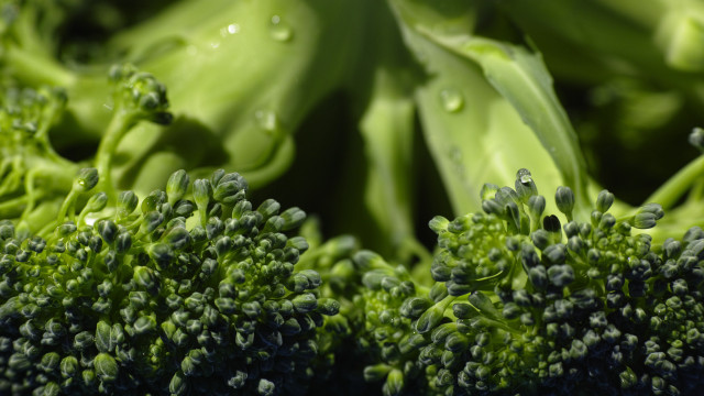 Broccoli water drops macro green free wallpaper for desktop - medium preview image