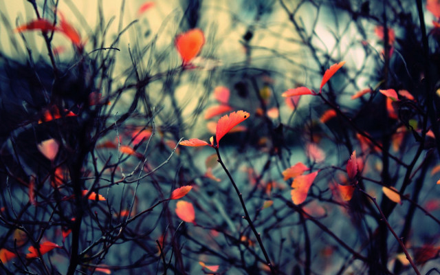 Red leaves blurry background autumn free wallpaper for desktop - medium preview image