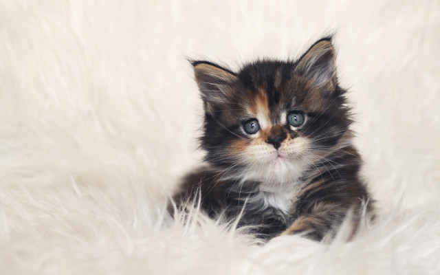 Sad blue eyed kitten fluffy free wallpaper for desktop - medium preview image