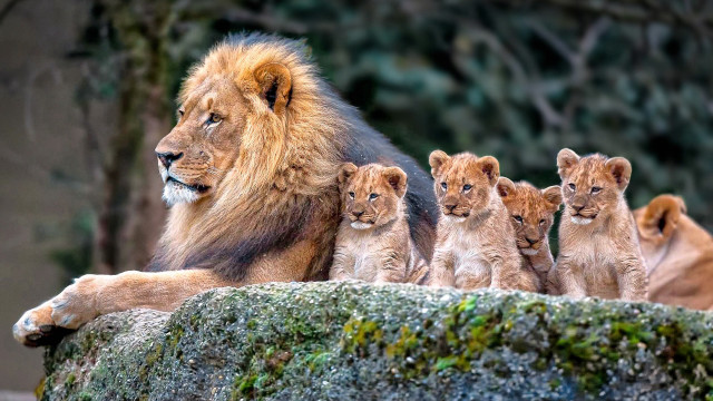 Lion cubs rock wild nature free wallpaper for desktop - medium preview image