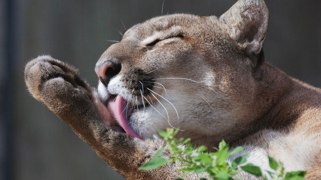 Cat yawning closeup realistic jigsaw free wallpaper for desktop - medium preview image