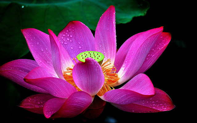 Pink flower green bug water free wallpaper for desktop - medium preview image