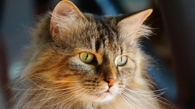 Cat green eyes portrait renaissance #2 free wallpaper for desktop - medium preview image