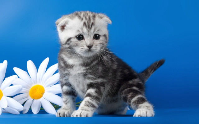 Kitten flowers blue background white free wallpaper for desktop - medium preview image