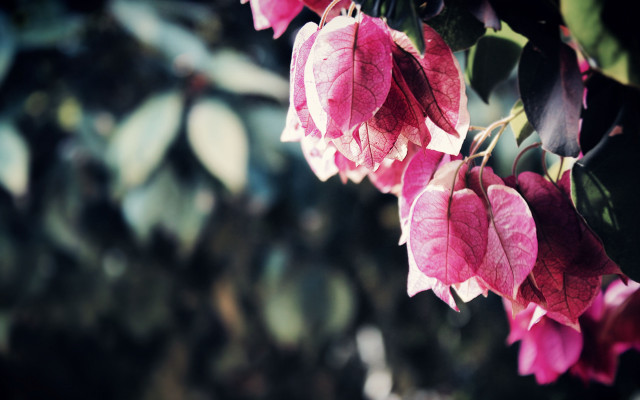 Pink flowers tree bloom bokeh free wallpaper for desktop - medium preview image