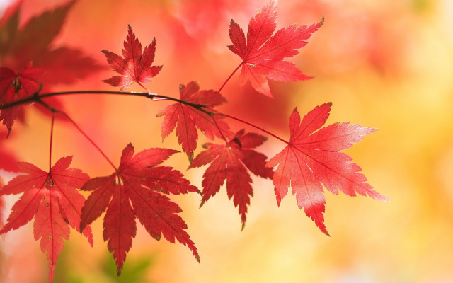 Red leaves autumn macro bug free wallpaper for desktop - medium preview image