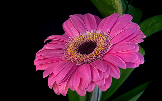 Pink flower green stem black free wallpaper for desktop - medium preview image
