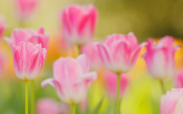 Pink flower bokeh blurry macro free wallpaper for desktop - medium preview image
