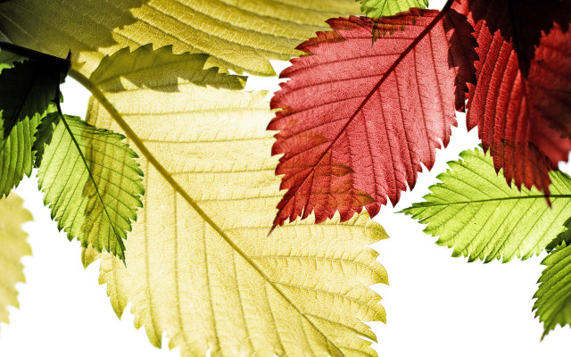 Red green leaf autumn generative free wallpaper for desktop - medium preview image