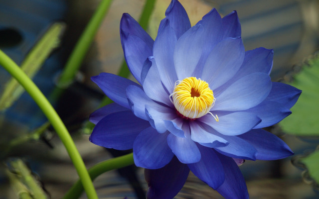 Blue flower yellow center water free wallpaper for desktop - medium preview image