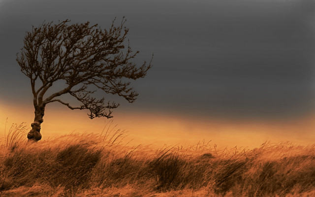 Lone tree gradient sky dusk free wallpaper for desktop - medium preview image