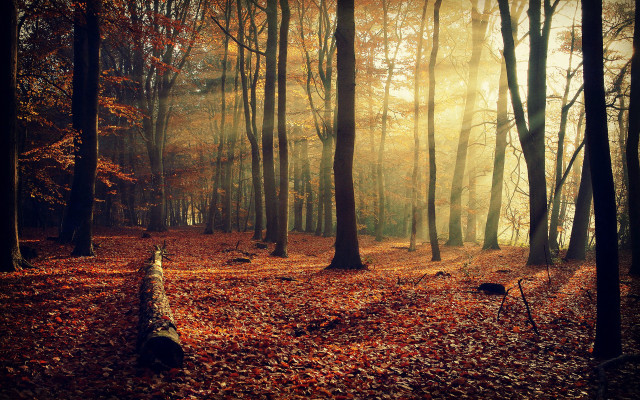 Forest fallen trunk sunbeam autumn #2 free wallpaper for desktop - medium preview image