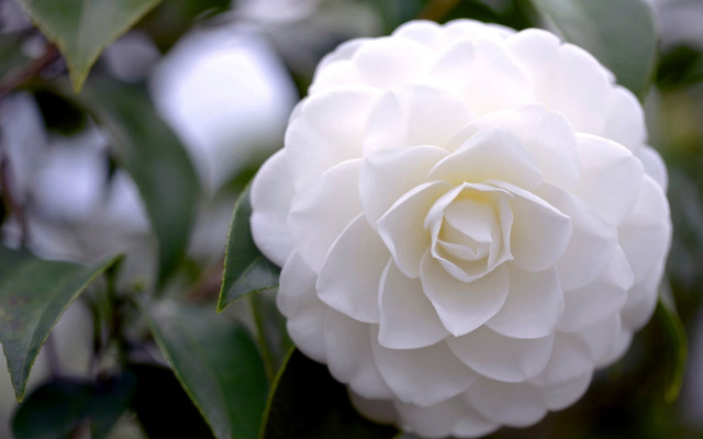 White flower green leaves bokeh free wallpaper for desktop - medium preview image