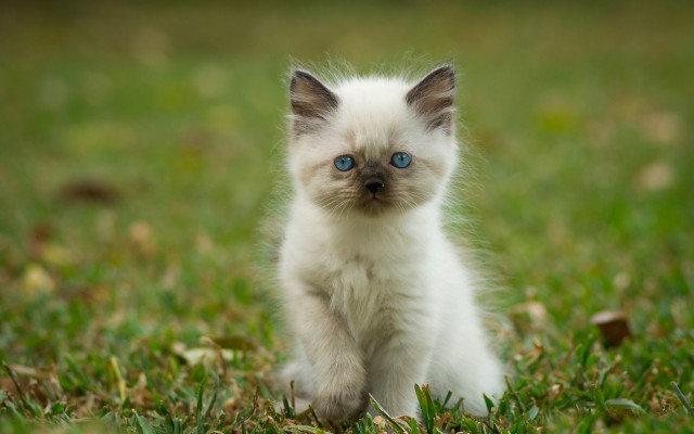 Curious white kitten blue eyes #2 free wallpaper for desktop - medium preview image