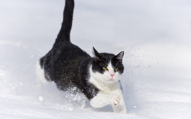 Black white cat running snow free wallpaper for desktop - medium preview image