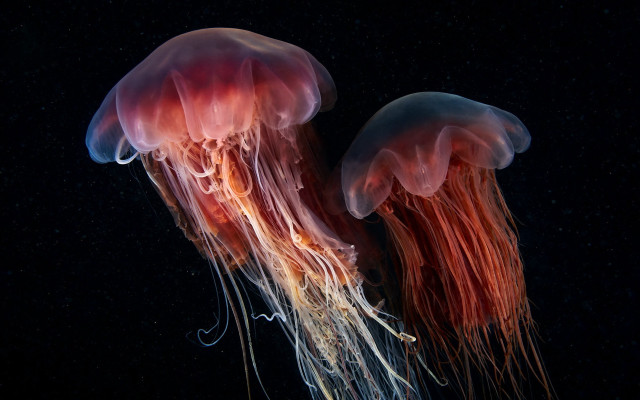 Jellyfish ocean black background naturalism free wallpaper for desktop - medium preview image