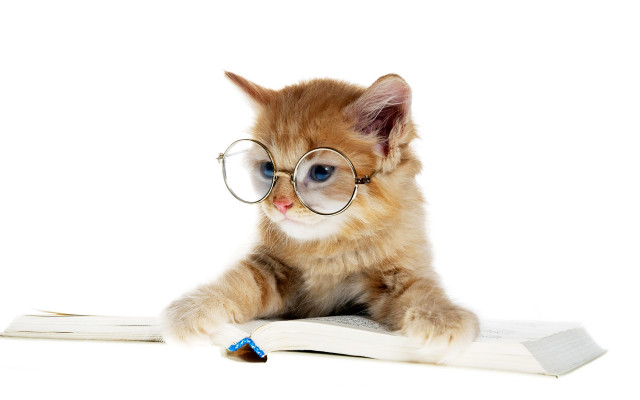Kitten glasses book pen blue free wallpaper for desktop - medium preview image