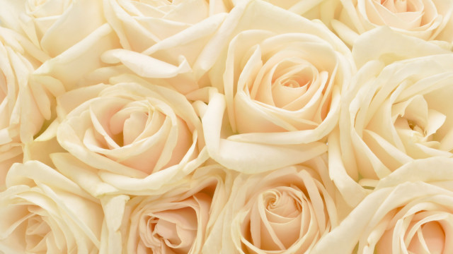 White roses closeup soft background free wallpaper for desktop - medium preview image