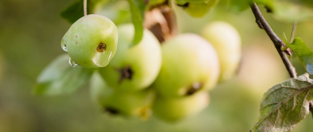 Green apples forest macro bokeh free wallpaper for desktop - medium preview image