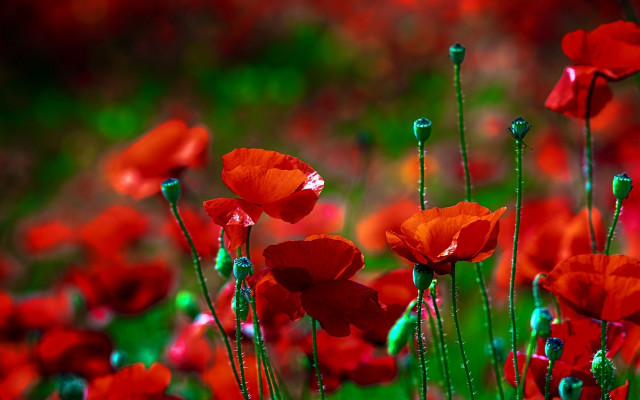 Red flowers green stem impressionist free wallpaper for desktop - medium preview image