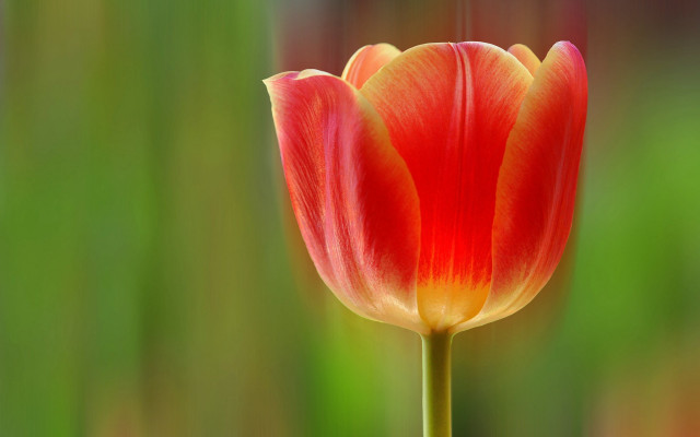 Red yellow flower macro blurry free wallpaper for desktop - medium preview image