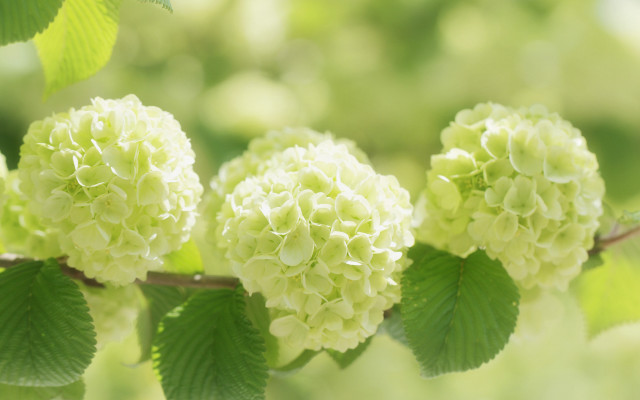 Branch leaves white flowers blurry free wallpaper for desktop - medium preview image