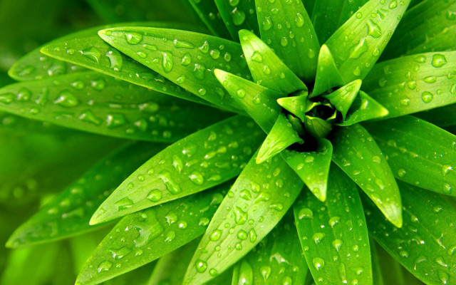 Green leaves water droplets macro free wallpaper for desktop - medium preview image