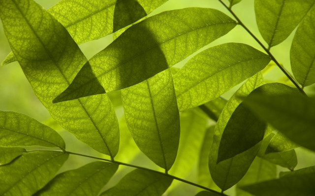 Green leafy plant sunlight macro free wallpaper for desktop - medium preview image