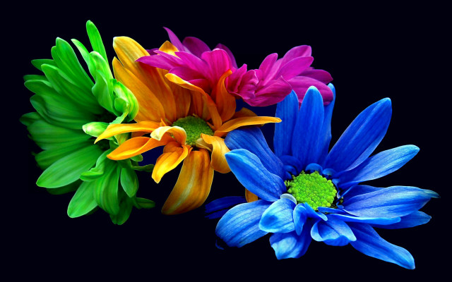 Three colorful flowers green red free wallpaper for desktop - medium preview image