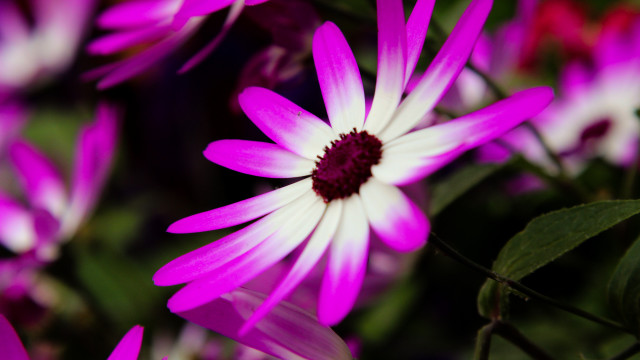 Purple flower bokeh macro shallow free wallpaper for desktop - medium preview image